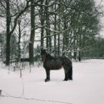 Ece Yüksel Instagram - ❄️ Aalten