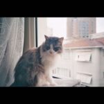 Ece Yüksel Instagram - Evimizin prensesi Kaşmir’i bugün sonsuzluğa uğurladık. Bebeğimiz artık bir melek oldu. Tarif edilemez bir acı. Ona güzel uykular diliyorum. Bizimle olduğu her an için teşekkür ederim kızımıza. Harika 18 yıl geçirdik birlikte. Seni seviyorum kaşmir ve her zaman kalbimde olacaksın ❤️ Our princess Kasmir is an angel now. After spending amazing 18 years together we had to say goodbye to her. It’s a big sorrow. May she rest in peace ❤️ i love you Cashmere you will always be in my heart