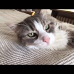 Ece Yüksel Instagram - Evimizin prensesi Kaşmir’i bugün sonsuzluğa uğurladık. Bebeğimiz artık bir melek oldu. Tarif edilemez bir acı. Ona güzel uykular diliyorum. Bizimle olduğu her an için teşekkür ederim kızımıza. Harika 18 yıl geçirdik birlikte. Seni seviyorum kaşmir ve her zaman kalbimde olacaksın ❤️ Our princess Kasmir is an angel now. After spending amazing 18 years together we had to say goodbye to her. It’s a big sorrow. May she rest in peace ❤️ i love you Cashmere you will always be in my heart