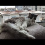 Ece Yüksel Instagram - Evimizin prensesi Kaşmir’i bugün sonsuzluğa uğurladık. Bebeğimiz artık bir melek oldu. Tarif edilemez bir acı. Ona güzel uykular diliyorum. Bizimle olduğu her an için teşekkür ederim kızımıza. Harika 18 yıl geçirdik birlikte. Seni seviyorum kaşmir ve her zaman kalbimde olacaksın ❤️ Our princess Kasmir is an angel now. After spending amazing 18 years together we had to say goodbye to her. It’s a big sorrow. May she rest in peace ❤️ i love you Cashmere you will always be in my heart