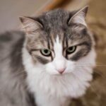 Ece Yüksel Instagram - Evimizin prensesi Kaşmir’i bugün sonsuzluğa uğurladık. Bebeğimiz artık bir melek oldu. Tarif edilemez bir acı. Ona güzel uykular diliyorum. Bizimle olduğu her an için teşekkür ederim kızımıza. Harika 18 yıl geçirdik birlikte. Seni seviyorum kaşmir ve her zaman kalbimde olacaksın ❤️ Our princess Kasmir is an angel now. After spending amazing 18 years together we had to say goodbye to her. It’s a big sorrow. May she rest in peace ❤️ i love you Cashmere you will always be in my heart
