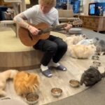 Ed Sheeran Instagram - Trying to win over the same kitties that ran away from me in 2014, same results