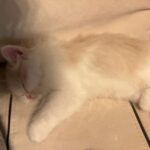 Eda Ece Instagram - Yoğun istek üzerine Reçel🫶👼🏼🤍🤍 #tatlılıkeyfi 🧿 süt reçeli bu😻 Matilda'mın kızı, torunum😂🥲