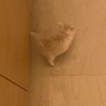 Eda Ece Instagram - Yoğun istek üzerine Reçel🫶👼🏼🤍🤍 #tatlılıkeyfi 🧿 süt reçeli bu😻 Matilda'mın kızı, torunum😂🥲