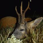 Eliška Štefanicová Instagram - Když kvetou bezy.. 💮🦌🌿 #sellierbellot#sellierbellotfamily#sellierbellotammunition#ammunition#308win#shooting#feelsright#huntingexperience#hunt#hunting#huntinglife#huntingtrophy#huntingphoto#hunterslife#huntingseason#lovehunting#roebuckseason#roebuckhunting#roebuck#roedeerseason#roedeerhunting#roedeer#hunter#hunters#huntress#gamemanagement#oxota#chasse#polovanie#trophy