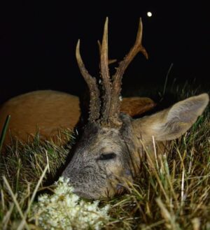 Eliška Štefanicová Instagram - Když kvetou bezy.. 💮🦌🌿

#sellierbellot#sellierbellotfamily#sellierbellotammunition#ammunition#308win#shooting#feelsright#huntingexperience#hunt#hunting#huntinglife#huntingtrophy#huntingphoto#hunterslife#huntingseason#lovehunting#roebuckseason#roebuckhunting#roebuck#roedeerseason#roedeerhunting#roedeer#hunter#hunters#huntress#gamemanagement#oxota#chasse#polovanie#trophy