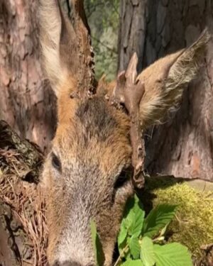 Eliška Štefanicová Instagram - Abnormal roedeer 😍🌿

#sellierbellot#sellierbellotfamily#sellierbellotammunition#ammunition#308win#shooting#feelsright#huntingexperience#hunt#hunting#huntinglife#huntingtrophy#huntingphoto#hunterslife#huntingseason#lovehunting#roebuckseason#roebuckhunting#roebuck#roedeerseason#roedeerhunting#roedeer#hunter#hunters#huntress#gamemanagement#oxota#chasse#polovanie#trophy