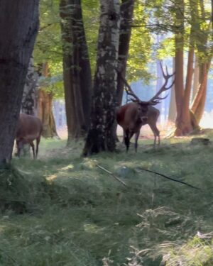 Eliška Štefanicová Instagram - Naši králové v ranním sluníčku 💚 @sellier_bellot_official 

#sellierbellot#deer#reddeer#deerseason#deerhunter#deerphotography#deers#reddeerhunting#reddeerphotographer#photography#wild#wildlife#nature#forest#animals#wildanimals#wildanimalsphotography#forestanimals#animal#animalovers#animallovers#animalphotography#hunt#hunting#hunter#huntingseason#lovehunting#huntinglife#huntinglifestyle#hunter#huntress