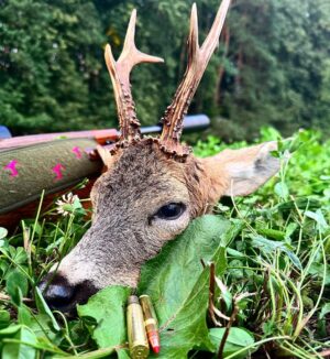 Eliška Štefanicová Instagram - Best hunting 🍀

#sellierbellot#308win#bohemialov#waidmannsheil#kahlesoptics#hunt#hunting#huntinggirl#huntingwomen#outdoor#outdoorwomen#outdoorgirl#hunters#hunter#czechhunter#huntress#girlwhoshoot#girlhunttoo#girlwhohunt#girlpower#huntingphoto#huntinglife#lovehunting#huntingtrophy#huntinggear#huntingseason#gamemanagement#franchifeelsrigh#roedeerhunting#roedeer