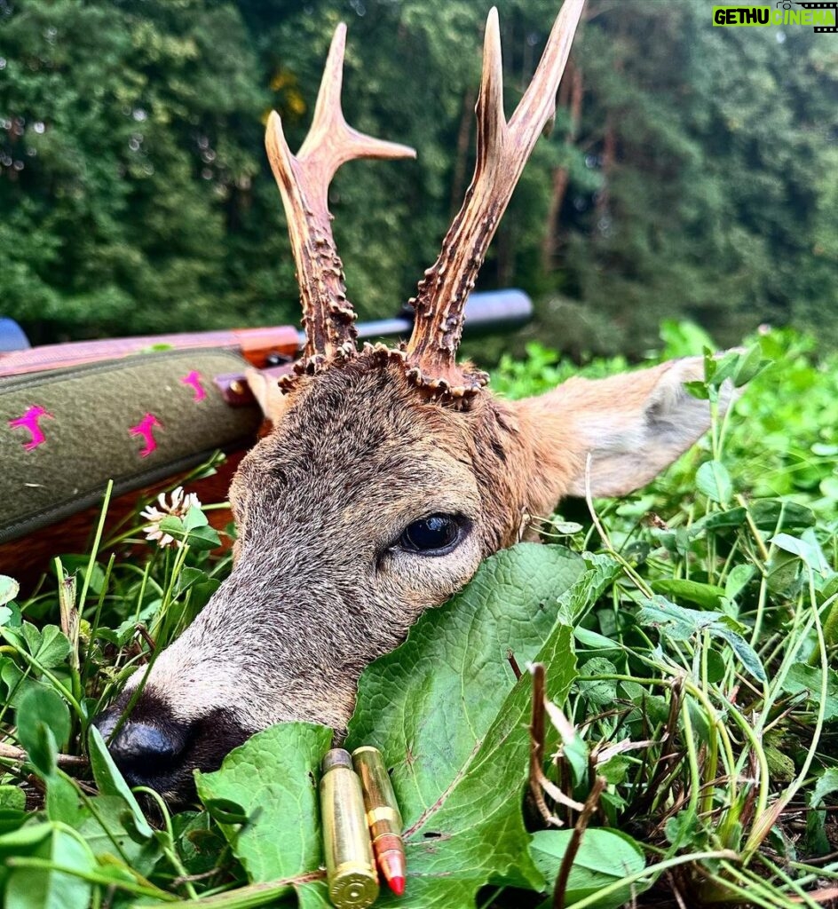 Eliška Štefanicová Instagram - Best hunting 🍀 #sellierbellot#308win#bohemialov#waidmannsheil#kahlesoptics#hunt#hunting#huntinggirl#huntingwomen#outdoor#outdoorwomen#outdoorgirl#hunters#hunter#czechhunter#huntress#girlwhoshoot#girlhunttoo#girlwhohunt#girlpower#huntingphoto#huntinglife#lovehunting#huntingtrophy#huntinggear#huntingseason#gamemanagement#franchifeelsrigh#roedeerhunting#roedeer