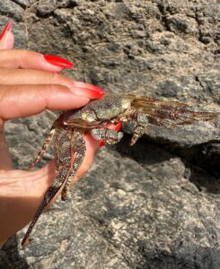 Eliška Štefanicová Instagram - #fuerteventura ❤️ #canarias#spain#hotel#sea#summer#sun#holiday#holidayseason#holiday#island#beach#beachlife#beachvibes#sunsetlovers#czechgirl#czechgirls#summertime#summervibes#happy#life#sealovers#nature#wild#wildlife#girl#girls#travel#travelphotography#traveling#swimsuit Fuerteventura