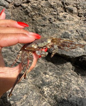 Eliška Štefanicová Instagram - #fuerteventura ❤️

#canarias#spain#hotel#sea#summer#sun#holiday#holidayseason#holiday#island#beach#beachlife#beachvibes#sunsetlovers#czechgirl#czechgirls#summertime#summervibes#happy#life#sealovers#nature#wild#wildlife#girl#girls#travel#travelphotography#traveling#swimsuit