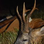 Eliška Štefanicová Instagram - Když kvetou bezy.. 💮🦌🌿 #sellierbellot#sellierbellotfamily#sellierbellotammunition#ammunition#308win#shooting#feelsright#huntingexperience#hunt#hunting#huntinglife#huntingtrophy#huntingphoto#hunterslife#huntingseason#lovehunting#roebuckseason#roebuckhunting#roebuck#roedeerseason#roedeerhunting#roedeer#hunter#hunters#huntress#gamemanagement#oxota#chasse#polovanie#trophy