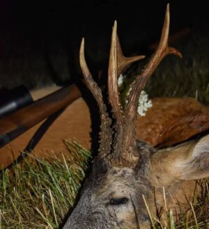 Eliška Štefanicová Instagram - Když kvetou bezy.. 💮🦌🌿

#sellierbellot#sellierbellotfamily#sellierbellotammunition#ammunition#308win#shooting#feelsright#huntingexperience#hunt#hunting#huntinglife#huntingtrophy#huntingphoto#hunterslife#huntingseason#lovehunting#roebuckseason#roebuckhunting#roebuck#roedeerseason#roedeerhunting#roedeer#hunter#hunters#huntress#gamemanagement#oxota#chasse#polovanie#trophy