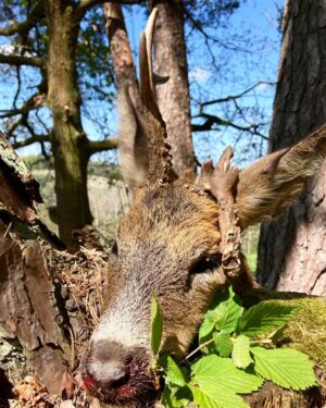 Eliška Štefanicová Instagram - Abnormal roedeer 😍🌿

#sellierbellot#sellierbellotfamily#sellierbellotammunition#ammunition#308win#shooting#feelsright#huntingexperience#hunt#hunting#huntinglife#huntingtrophy#huntingphoto#hunterslife#huntingseason#lovehunting#roebuckseason#roebuckhunting#roebuck#roedeerseason#roedeerhunting#roedeer#hunter#hunters#huntress#gamemanagement#oxota#chasse#polovanie#trophy