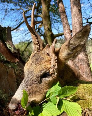 Eliška Štefanicová Instagram - Abnormal roedeer 😍🌿

#sellierbellot#sellierbellotfamily#sellierbellotammunition#ammunition#308win#shooting#feelsright#huntingexperience#hunt#hunting#huntinglife#huntingtrophy#huntingphoto#hunterslife#huntingseason#lovehunting#roebuckseason#roebuckhunting#roebuck#roedeerseason#roedeerhunting#roedeer#hunter#hunters#huntress#gamemanagement#oxota#chasse#polovanie#trophy