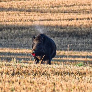 Eliška Štefanicová Instagram - Zásah 🎯

#wildboar#wildboarhunting#wildboars#wildboarhunt#shooting#wildanimals#wildanimal#nature#forest#naturelover#wild#wildlife#animals#animal#animallover#animallovers#hunt#hunting#hunters#hunter#huntingphoto#huntinglife#lovehunting#huntingtrophy#huntinggear#huntingseason#gamemanagement#feelsrigh#wild#wildlife#forestanimals#sellierbellot