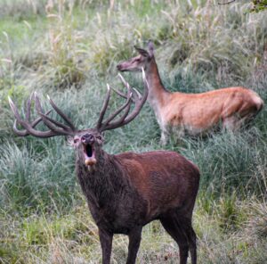 Eliška Štefanicová Instagram - Rut is here 🤎

#sellierbellot#sellierbellotfamily#deer#deerhuntress#deerhunter#deerhunting#deerphotography#deerseason#deerrut#reddeerrut#reddeer#redstag#redstaghunting#reddeerhunting#animalphotography#photography#animal#animals#wildanimals#wild#wildlife#nature#forest#naturelover#forestanimals#naturelovers#power#oxota#hunt#hunting