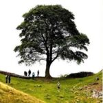 Elif Şafak Instagram - This is the famous Sycamore Gap Tree—it is an iconic tree, much loved and treasured. It was at least 300 years old. Imagine all the history it has witnessed! And it was also known as Robin Hood Tree, ever since it was featured in the film. This gorgeous, beautiful tree that held so many stories and memories was felled in a deliberate act of vandalism. They came, they killed the tree and then ran away. It just broke my heart. Why this hatred towards nature? The earth feeds us. The Mother Tree. Thank you @robgmacfarlane for sharing your words. #booksandnature #ourplanetourhome #writersandpoets 📚📚📚 Tam 300 senelik bir ağaç bu—Robin Hood ağacı. filmlerde yer almış, hakkında kitaplar makaleler yazılmış. 3 asır boyu kimbilir nelere tanık olmuş. İngiltere’nin en meşhur ağacı olarak biliniyordu dün birisi ya da birileri gelip sırf canları istedi diye ağacı kesivermiş. İnsanoğlu neden böyle? Doğaya bu hınç, bu düşmanlık neden? #ağaçlar #doğakatliamı #insanlık