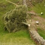 Elif Şafak Instagram - This is the famous Sycamore Gap Tree—it is an iconic tree, much loved and treasured. It was at least 300 years old. Imagine all the history it has witnessed! And it was also known as Robin Hood Tree, ever since it was featured in the film. This gorgeous, beautiful tree that held so many stories and memories was felled in a deliberate act of vandalism. They came, they killed the tree and then ran away. It just broke my heart. Why this hatred towards nature? The earth feeds us. The Mother Tree. Thank you @robgmacfarlane for sharing your words. #booksandnature #ourplanetourhome #writersandpoets 📚📚📚 Tam 300 senelik bir ağaç bu—Robin Hood ağacı. filmlerde yer almış, hakkında kitaplar makaleler yazılmış. 3 asır boyu kimbilir nelere tanık olmuş. İngiltere’nin en meşhur ağacı olarak biliniyordu dün birisi ya da birileri gelip sırf canları istedi diye ağacı kesivermiş. İnsanoğlu neden böyle? Doğaya bu hınç, bu düşmanlık neden? #ağaçlar #doğakatliamı #insanlık
