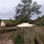Elif Şafak Instagram - This is the famous Sycamore Gap Tree—it is an iconic tree, much loved and treasured. It was at least 300 years old. Imagine all the history it has witnessed! And it was also known as Robin Hood Tree, ever since it was featured in the film. This gorgeous, beautiful tree that held so many stories and memories was felled in a deliberate act of vandalism. They came, they killed the tree and then ran away. It just broke my heart. Why this hatred towards nature? The earth feeds us. The Mother Tree. Thank you @robgmacfarlane for sharing your words. #booksandnature #ourplanetourhome #writersandpoets 📚📚📚 Tam 300 senelik bir ağaç bu—Robin Hood ağacı. filmlerde yer almış, hakkında kitaplar makaleler yazılmış. 3 asır boyu kimbilir nelere tanık olmuş. İngiltere’nin en meşhur ağacı olarak biliniyordu dün birisi ya da birileri gelip sırf canları istedi diye ağacı kesivermiş. İnsanoğlu neden böyle? Doğaya bu hınç, bu düşmanlık neden? #ağaçlar #doğakatliamı #insanlık