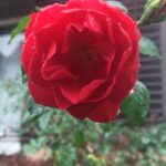 Ella Rumpf Instagram – Roses for Christmas – this is the future 🌊🌊🌊🌊🌊🌊🌊🌊🌊🌊🌊🌊#nosnowinswitzerland 
Joyeux Noël ✨