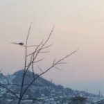 Ella Rumpf Instagram - It feels like birds here in Sarajevo are guarding the beautiful Soul and People of this town