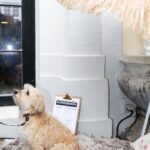 Ellen Hillingsø Instagram - Tak til alle, der kom forbi vores hundereception i dag 🐕🐾 Forlaget blev i dag fyldt med hunde i anledningen af udgivelsen af Hella Joof og Ellen Hillingsøs nye bog HUNDENS BOG. Hundene stillede op til billeder på den røde løber, hang ud i hundebaren og hyggede med de andre gæster. #hund #hunde #hellajoof #ellenhillingsø #doglover #dog