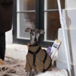 Ellen Hillingsø Instagram - Tak til alle, der kom forbi vores hundereception i dag 🐕🐾 Forlaget blev i dag fyldt med hunde i anledningen af udgivelsen af Hella Joof og Ellen Hillingsøs nye bog HUNDENS BOG. Hundene stillede op til billeder på den røde løber, hang ud i hundebaren og hyggede med de andre gæster. #hund #hunde #hellajoof #ellenhillingsø #doglover #dog