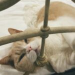 Ellise Chappell Instagram - my cat again & again & again