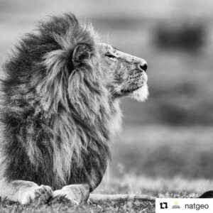 Elvin Aydoğdu Instagram - #Repost @natgeo with @get_repost
・・・
Photograph by @paulnicklen // The power, grace and majesty of a male lion on the Mara.  There was only one animal who I watched him bow his head to and rightfully so: the lioness.  #followme on @paulnicklen to see more from my first ever trip to #africa #Iwillreturn #respect #lion #africa #bw #nature #naturelovers #instagood #bw #gratitude