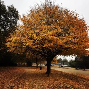 Elvin Aydoğdu Instagram - 🍂🐿#london #playwritinglab