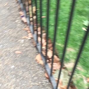 Elvin Aydoğdu Instagram - Bir Hyde Park klasiği🐿#squirrelsandpeanuts #hydepark