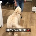 Emily Baldoni Instagram – Our Happy boy turns 1 today. This is how he feels about it. 
Thank you @mama_tasha9 for discovering that @happybaldoni ‘s wiggle butt was a salsa butt all along! Happy birthday Happy ❤️ #thehappydance #salsa #goldendoodle #dogsofinstagram