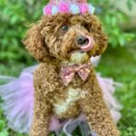 Emmy Buckner Instagram - Rowan the little princess pup turned 1 last week! Our spunky shadow that loves food, someone touching her, and going in the car. She has melted our hearts, is friends with all, and makes me giggle everyday. She will never see this, but enjoy the photo shoot I forced she and Benny to do- love you Rowan! 🐾 💕