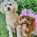 Emmy Buckner Instagram - Rowan the little princess pup turned 1 last week! Our spunky shadow that loves food, someone touching her, and going in the car. She has melted our hearts, is friends with all, and makes me giggle everyday. She will never see this, but enjoy the photo shoot I forced she and Benny to do- love you Rowan! 🐾 💕