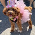 Emmy Buckner Instagram - Rowan the little princess pup turned 1 last week! Our spunky shadow that loves food, someone touching her, and going in the car. She has melted our hearts, is friends with all, and makes me giggle everyday. She will never see this, but enjoy the photo shoot I forced she and Benny to do- love you Rowan! 🐾 💕