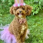 Emmy Buckner Instagram - Rowan the little princess pup turned 1 last week! Our spunky shadow that loves food, someone touching her, and going in the car. She has melted our hearts, is friends with all, and makes me giggle everyday. She will never see this, but enjoy the photo shoot I forced she and Benny to do- love you Rowan! 🐾 💕