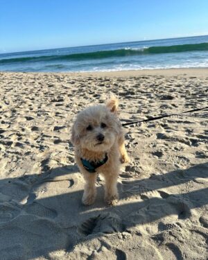 Emmy Buckner Instagram - Little photo diary of our quick spring break getaway to Laguna back in March. 🌊💙☀️