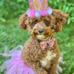 Emmy Buckner Instagram - Rowan the little princess pup turned 1 last week! Our spunky shadow that loves food, someone touching her, and going in the car. She has melted our hearts, is friends with all, and makes me giggle everyday. She will never see this, but enjoy the photo shoot I forced she and Benny to do- love you Rowan! 🐾 💕
