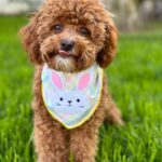 Emmy Buckner Instagram - Happy Easter from my pride and joys🐰🐶💐 Los Angeles, California