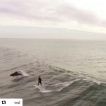 Enrique Iglesias Instagram - This is my dream. #Repost @wsl ・・・ Amazing moment with some of nature's finest 🐬#WSLPURE 🎥: Craig Badger 🏄‍♂️: @alden___