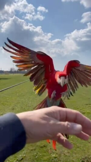 Enzo Salvi Instagram - Nessun uccello vola appena nato, ma arriva il momento in cui il richiamo dell’aria è più forte della paura di cadere e allora la vita gli insegna a spiegare le ali. ❤️BONNIE ❤️#aramacao #macaw #ara #volare #amore #
⛔️NON IMITATE ! QUELLO CHE VEDETE E’ IL RISULTATO DI UN LUNGO PERCORSO EDUCATIVO AL VOLO LIBERO⛔️