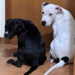 Enzo Salvi Instagram - “Quando saremo capaci di amare l’altro con lo stesso amorevole trasporto che ha un cane nei confronti del proprio padrone, solo allora potremo considerarci davvero esseri umani.” “L’amore di un cane è puro. Il cane ti dona una fiducia totale. Non devi tradirlo.” BYRON & PRADA ❤️❤️di mio figlio @manuel_salvi_ e @stazzi_federica_