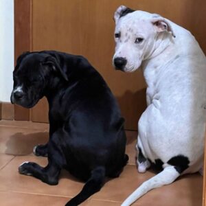 Enzo Salvi Instagram - “Quando saremo capaci di amare l’altro con lo stesso amorevole trasporto che ha un cane nei confronti del proprio padrone, solo allora potremo considerarci davvero esseri umani.” 
“L’amore di un cane è puro. Il cane ti dona una fiducia totale. Non devi tradirlo.” 
BYRON & PRADA ❤️❤️di mio figlio @manuel_salvi_  e @stazzi_federica_