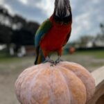 Enzo Salvi Instagram - Buon Halloween 👻 kikko❤️ Ostia Lido