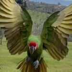 Enzo Salvi Instagram - 💚🦜Xena🦜💚 #macaw #macawparrot #macawlover #parrots #parrotslife #parrotslover #bird #freeflightparrot #freeflightmacaw #freeflightbirds #freeflights #macawsofig #passionepappagalli💖