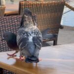 Enzo Salvi Instagram – A volte vorrei essere un piccione…. Porto Turistico di Roma