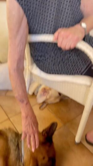Enzo Salvi Instagram - “Un cane è la sola cosa su questa terra che vi ami più di quanto non ami se stesso.”❤️❤️❤️ Nonna Bruna e i suoi Angeli con la coda Zeus Peggy e Tyson