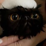 Erol Instagram – ⠀
這是一顆頭上有泡泡的小海膽

最近皮膚出狀況需要泡藥浴🛀
每次看到栗寶含淚委屈都會融化
雖然會緊張但還是算很乖的貓咪
媽媽愛你喔🫶🏻
#加菲猫 #洗澡 #貓生好難